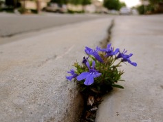 flower in crack