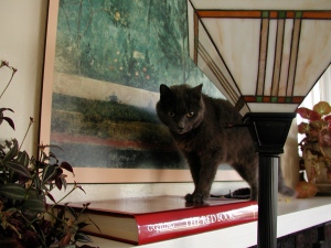 Cat on Red Book